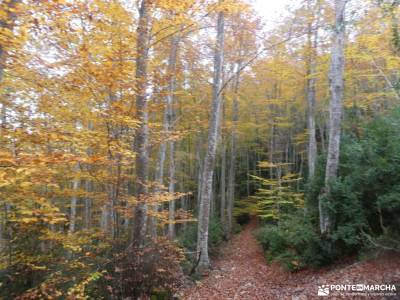 Hayedos Rioja Alavesa-Sierra de Toloño;pueblos cerca madrid el almanzor parque de urbasa najarra sen